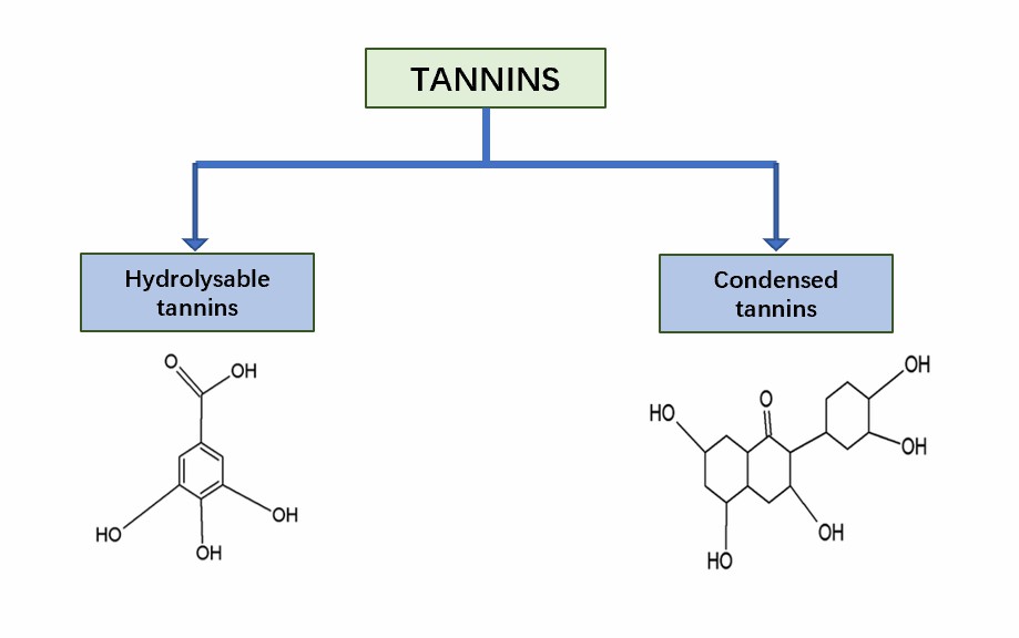 Types of tannins and their basic structures.