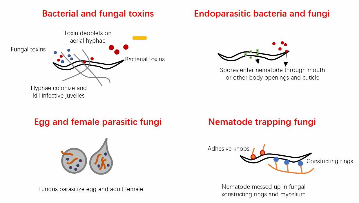 Mechanisms of bacterial and fungal biocontrol.