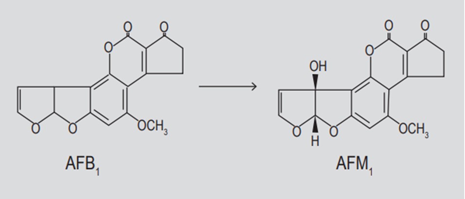 Aflatoxin B1 (AFB1) is metabolized into aflatoxin M1 (AFM1) in the liver (Womack et al., 2016).