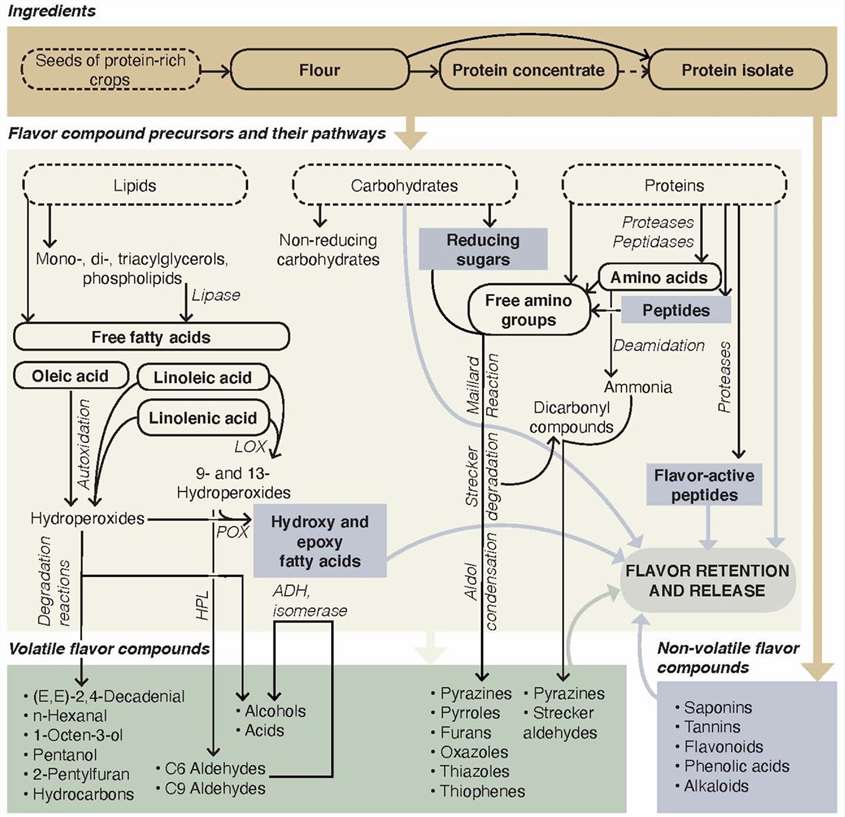 Principal pathways for the formation of flavor compounds in plant-based meat alternatives.
