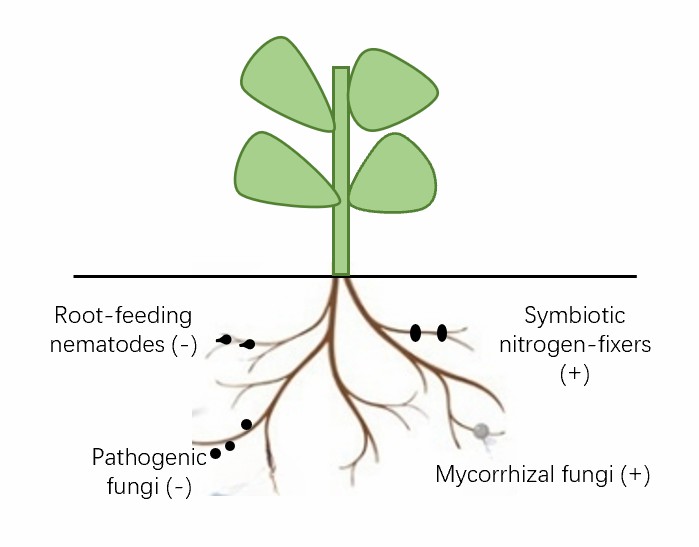 The impacts of rhizosphere microorganisms on plant performance.