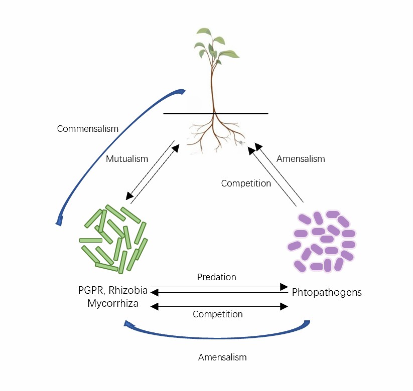 Schematic representation of interactions between rhizo-microorganisms and plants.
