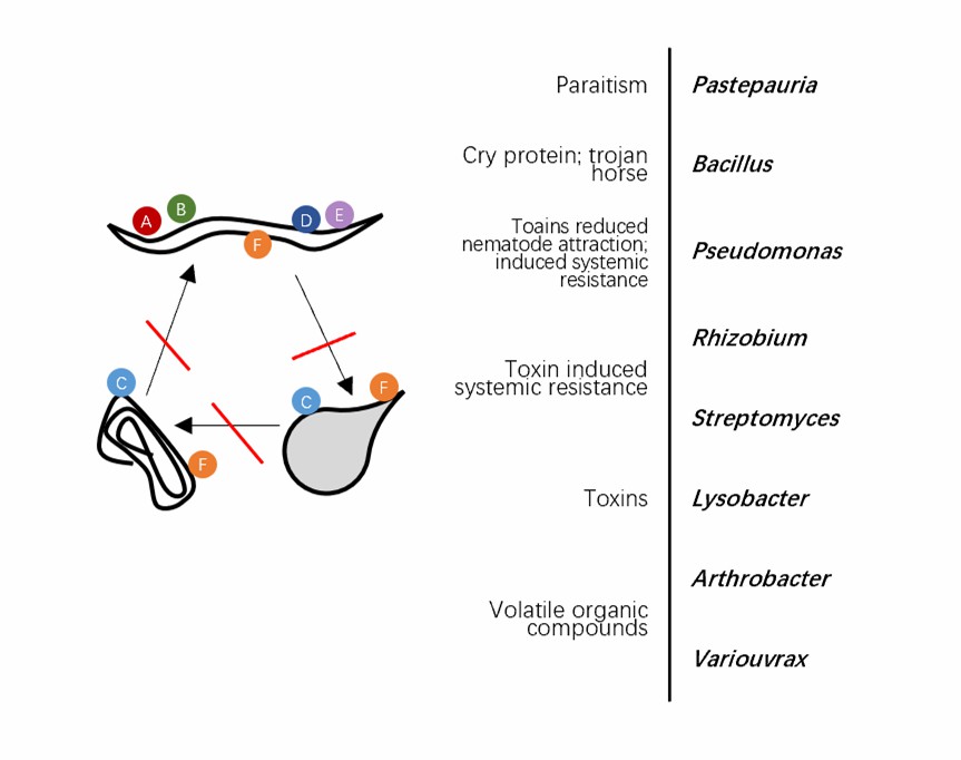 Toxins of rhizosphere microorganisms with nematocidal effects.