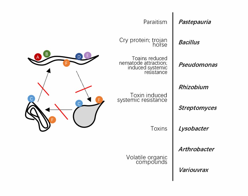 Toxins of rhizosphere microorganisms with nematocidal effects.