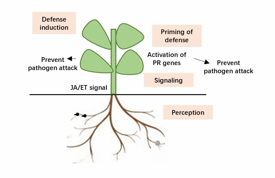 Induced systemic resistance (ISR) in plants.