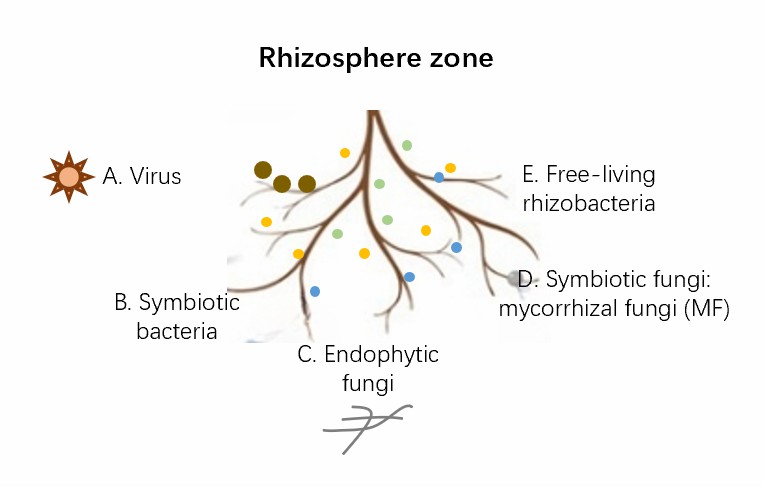Microbial community of rhizosphere.
