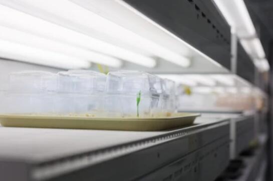 Plant growth chamber construction