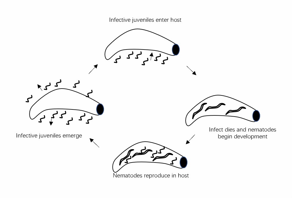 The life cycle of beneficial nematodes.