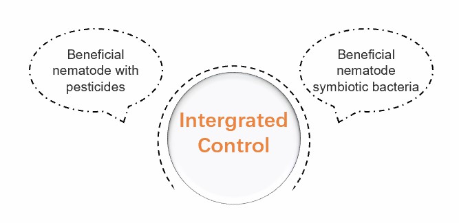 Integrated control by beneficial nematodes.