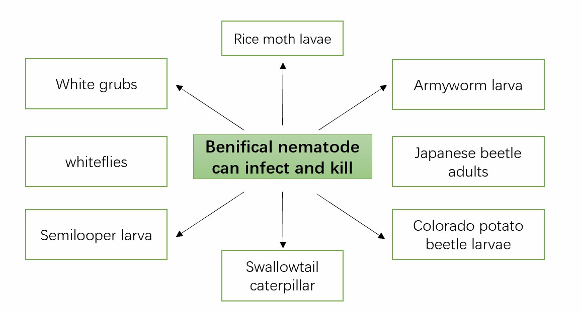 Diagram showing that the beneficial nematodes can infect and kill various stages of their host insects.