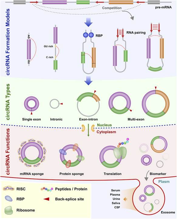 Figure 1. Diagram of the biogenesis pattern of circRNA. (Chen, L, et al. 2021)