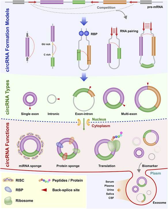 Figure 1. Diagram of the biogenesis pattern of circRNA. (Chen, L, et al. 2021)