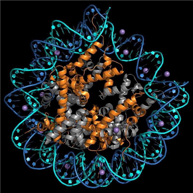 ATAC-Seq of Animal