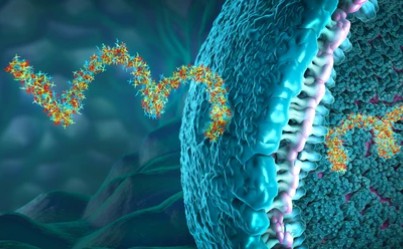 Bacterial Spores for single domain antibody Production