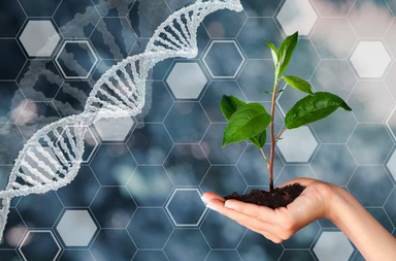 Plant bioinformatics analysis services