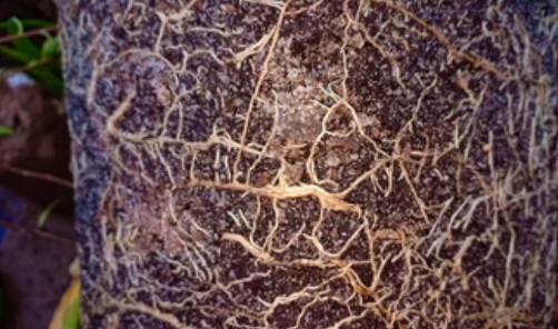Plant Nematodes