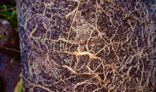 Plant Nematodes