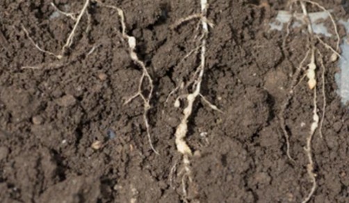 Plant Nematodes