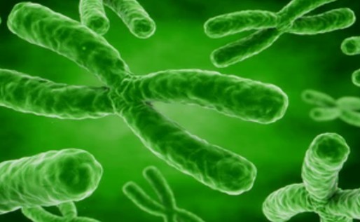 Structural Analysis of Plant Telomeres