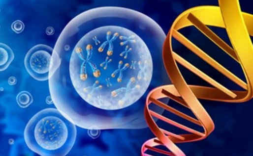 Molecular Level Analysis of Plant Telomeres