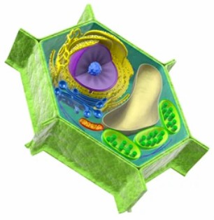 Detection of Plant Cell