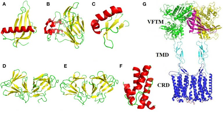 The structure of the sweet protein.