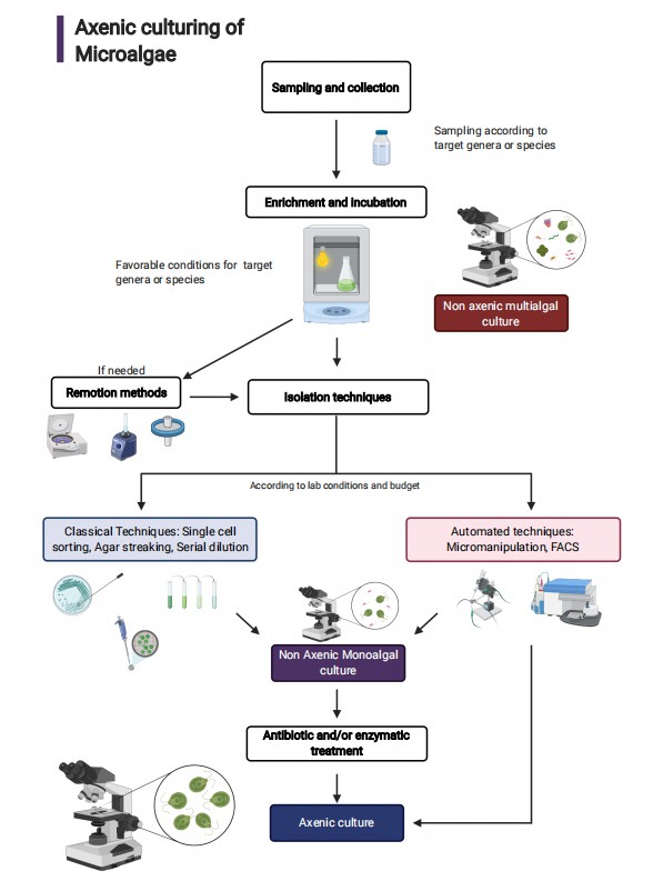 General processing steps for axenic microalgae culture obtention.