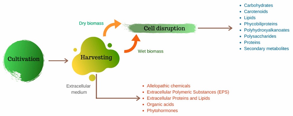 First steps in microalgae production, from cultivation to harvesting and cell disruption, for extraction or recovery of intracellular and extracellular components.