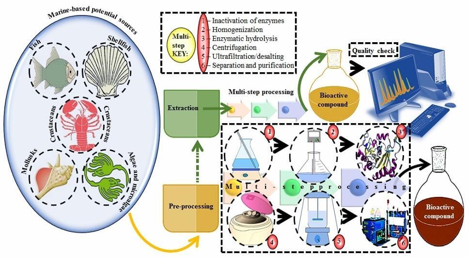 A stepwise illustration to extract and purify bioactive compounds from marine-based potential sources.