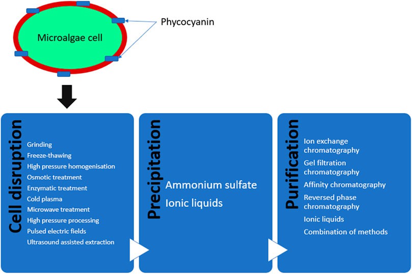 Schematic representation of different methods for the extraction, purification and analysis of phycocyanin from microalgae.