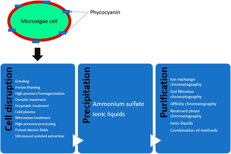 Schematic representation of different methods for the extraction, purification and analysis of phycocyanin from microalgae.