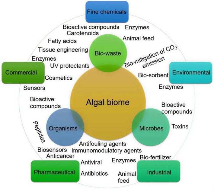 Various algal biomolecules and its applications.