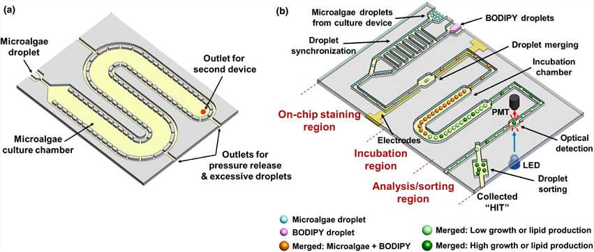 Illustration of the two-module high-throughput droplet microfluidics-based microalgae screening platform.