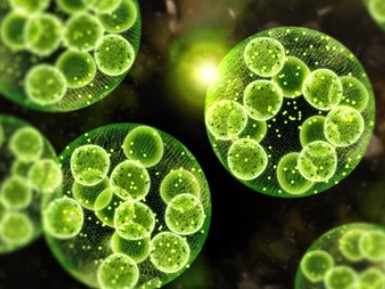 Microalgae omics services.