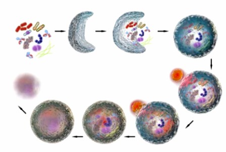 Detection of Autophagy in Plant Cells