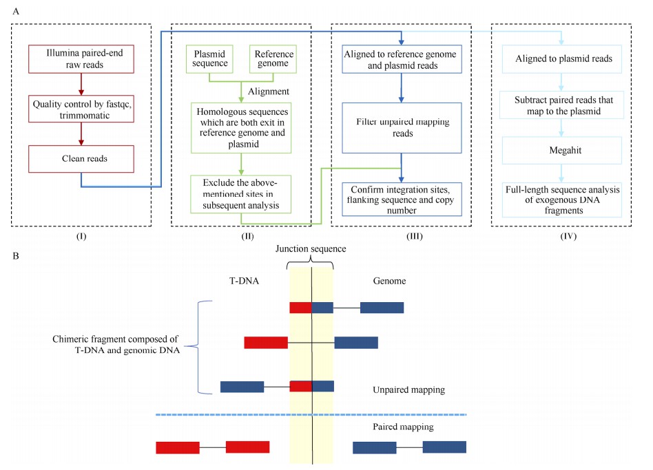 Pipeline for the molecular characterization of transgenic maize using the WGS method and the schematic diagram of the filtered clean reads.