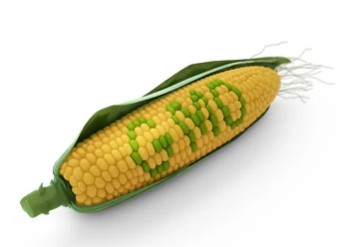 Maize Molecular Characterization Analysis