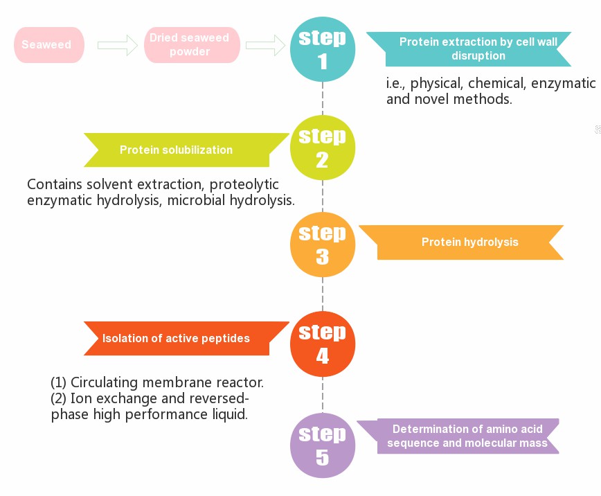 Simplified diagram of proteins, amino acids and bioactive peptides extracted from seaweeds.