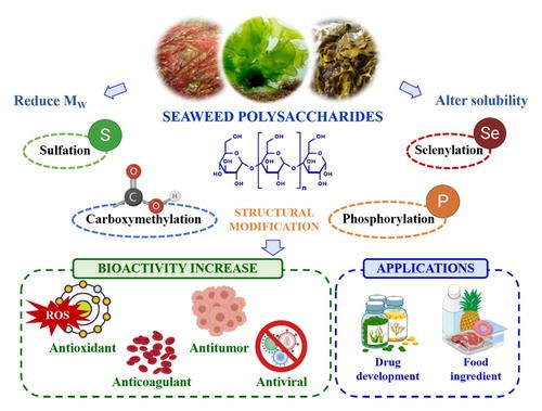 Emerging extraction technologies, chemical modifications and bioactive properties of seaweed polysaccharides.