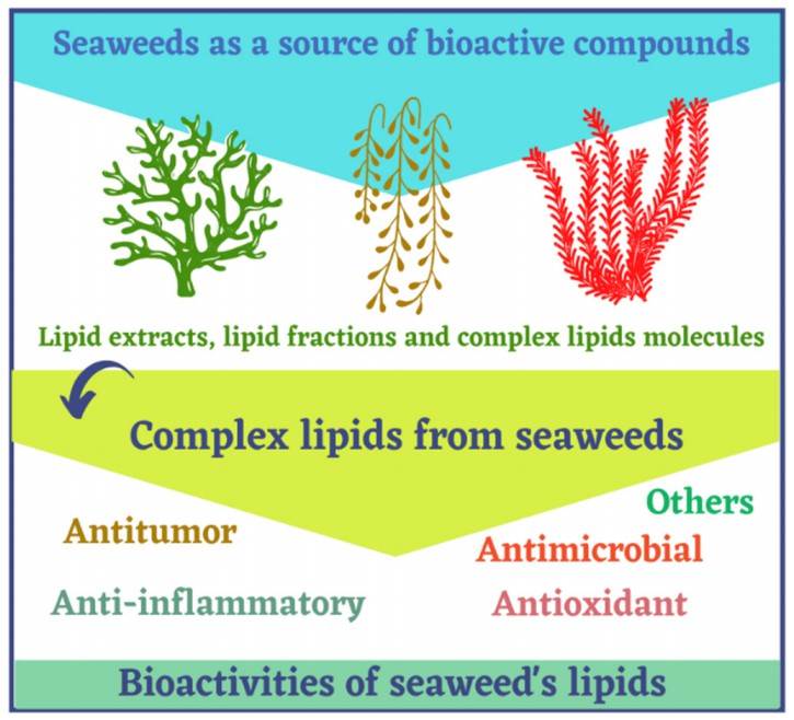 Complex lipids from seaweeds as bioactive compounds with reported bioactivities.