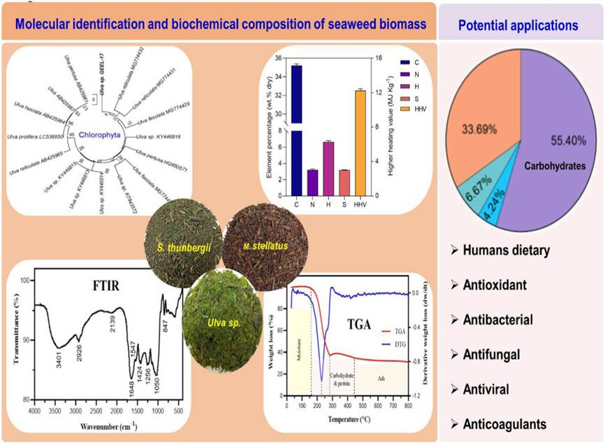 Identification and characterization of marine seaweeds for biocompounds production.