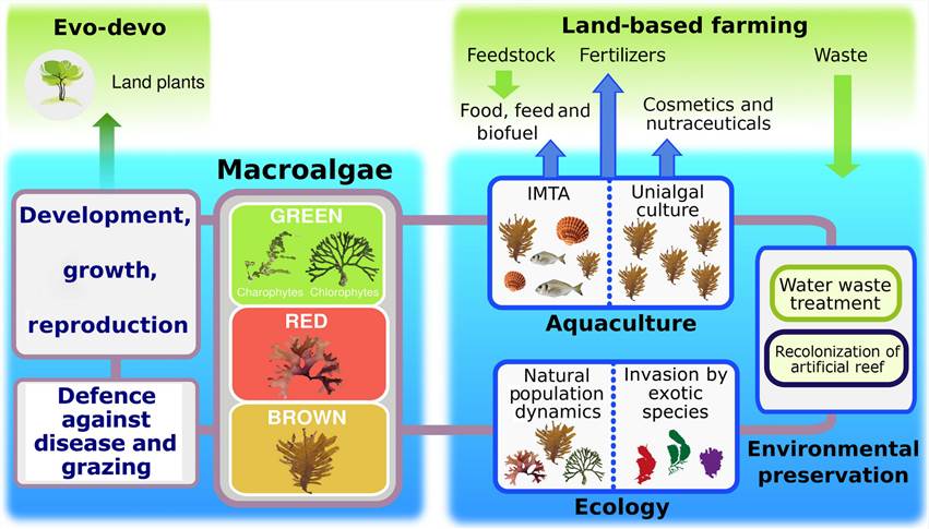 Position of macroalgae in the scientific and societal landscapes.