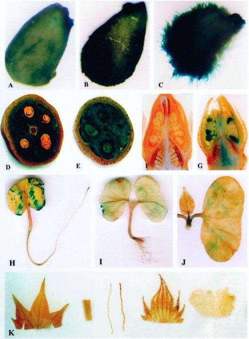 Histochemical localization of GUS gene expression in transgenic cotton plants containing the GhTUB1/GUS fusion gene.