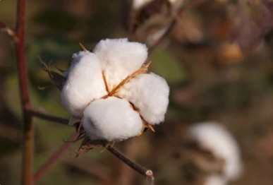 Cotton Molecular Characterization Analysis