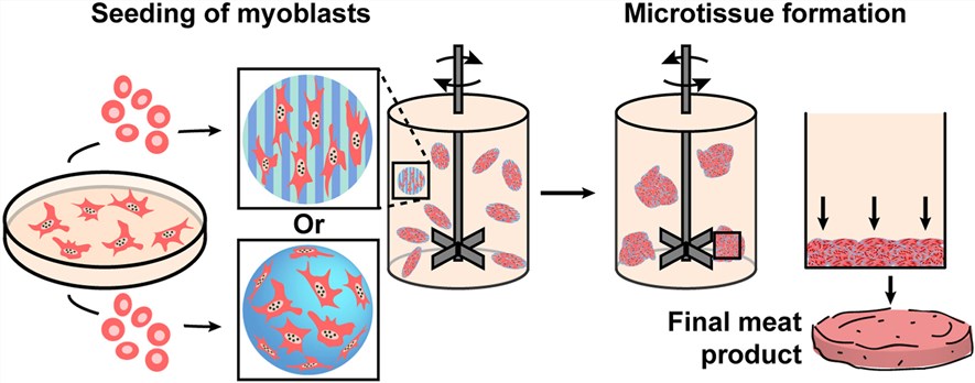 Application of emulsion template particles with tunable stiffness and topology as edible microcarriers for cultured meat.