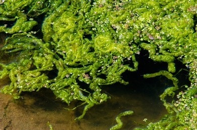 Algae Analysis