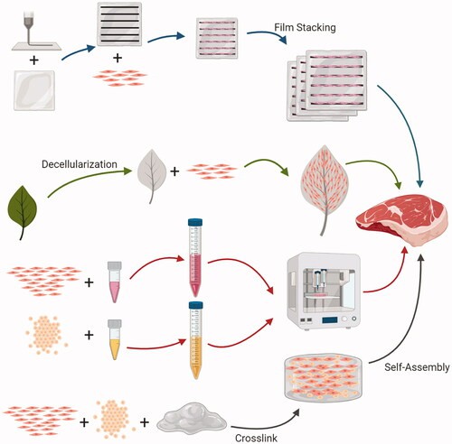 Scaffolds for the manufacture of cultured meat.