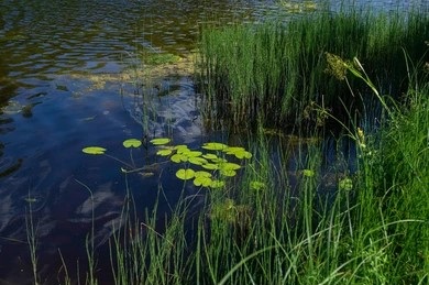 Water Biodiversity Monitoring