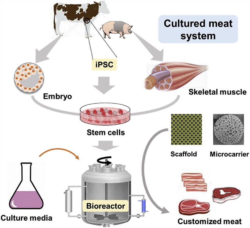 Production flow chart of cultured meat.