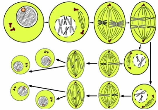 Cell Cycle Assay in Plants